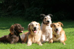 happy-dogs-328x250